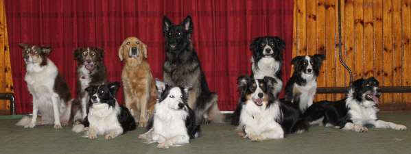 Dog Training Class