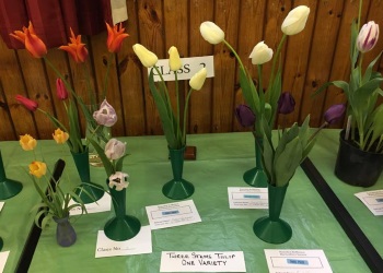 Tulips Show