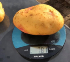 Potato Challenge