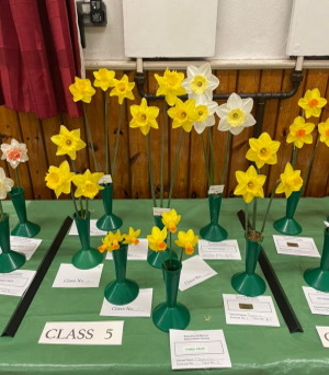 daffodils class 1