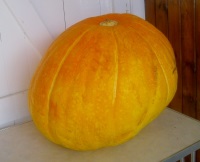 Giant pumpkin