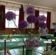 Alliums