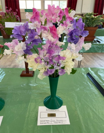 summer show sweet peas