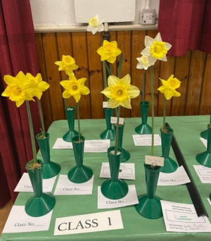 daffodils class 1