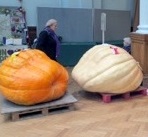 Giant pumpkin